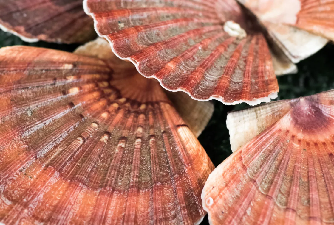 Hvordan åpne kamskjell